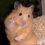 HarryDaHampsta's Avatar'