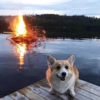 FieryDoge's Avatar'