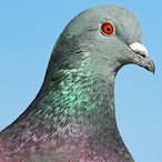 Armored-Pigeon's Avatar'