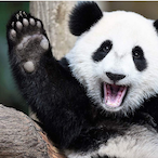 pandaperson9's Avatar'
