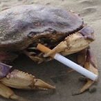 NotoriousNel96's Avatar'