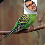 Vallensittich's Avatar'
