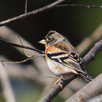 Atoli_Kusaka's Avatar