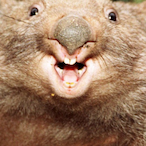 AryanWombat's Avatar'