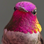 F Tom CIancy's Avatar'