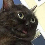 notactics228's Avatar'