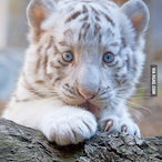 Tigger.69's Avatar'