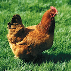 PouletRomain35's Avatar'
