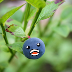 BlueberySoldier's Avatar'