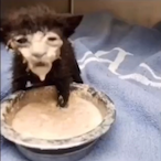 OfficialPisser's Avatar'