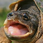 ProTurtlelol's Avatar'