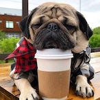 CoffeePugQQ's Avatar'