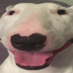 nigledigle.'s Avatar'