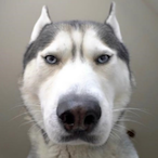 xyibz's Avatar'