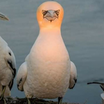 sulfateuse13's Avatar'