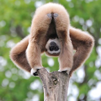 serotonin.K7's Avatar'