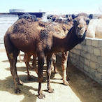 CamelEnjoyer's Avatar'