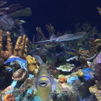 Brandon_2727's Avatar