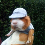 fzybear's Avatar'