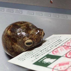 amazon-parcel's Avatar'