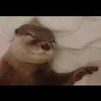 pro_nutria's Avatar'