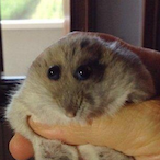 HamsterGroup's Avatar'