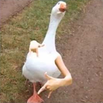 yockenwaithe's Avatar'