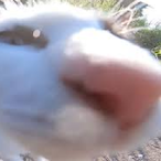 AboPetrolSniff's Avatar'