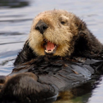 AggressiveOtter's Avatar'