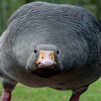GREASE.E.HOG's Avatar'
