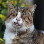 Alfredofragz's Avatar'