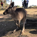 kurute1091's Avatar'