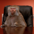 MonkeyMaster445's Avatar'
