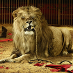 eRyu_-LionZ's Avatar'