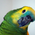 Blitzeddill_do's Avatar'