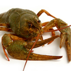 Bochun.RAK's Avatar'