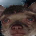 david_pimpao's Avatar'