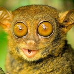 Tarsier170's Avatar'