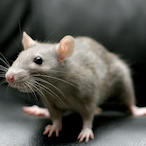 Taerang-the-Rat's Avatar'