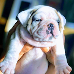 xXWiLdWoMaNXx's Avatar'