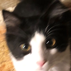 ttv.Funzobun_R6's Avatar'