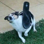 Thanatos.exe's Avatar'