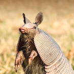 Fake_Armadillo's Avatar'
