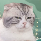 Y2STEEZYox's Avatar'