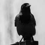 AlluqmaniSA's Avatar'