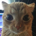 cif.exe's Avatar'