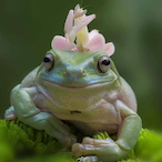 IAmTheOnlyLeaf's Avatar'