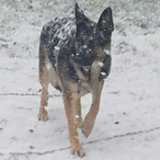 CrazyHunter1975's Avatar