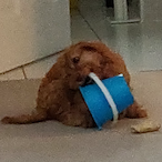 DogsWitABucket's Avatar'