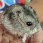 imhamster's Avatar'